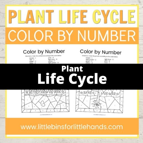 plant life cycle