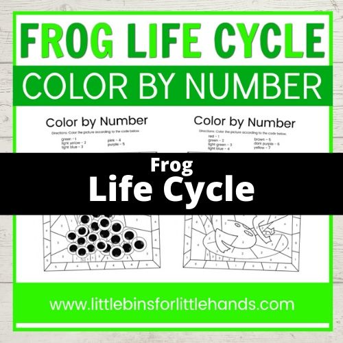 frog life cycle