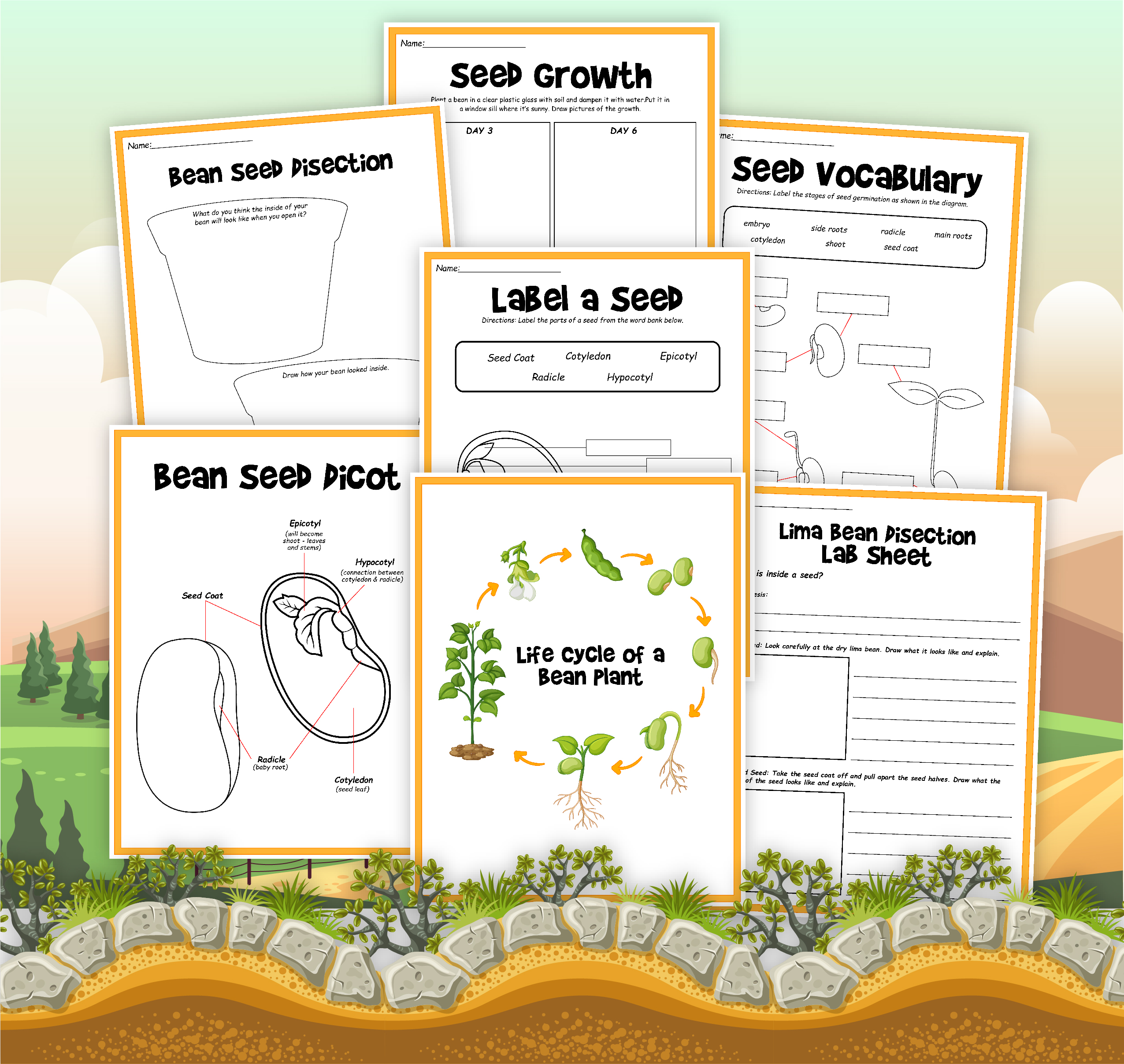 bean life cycle plants