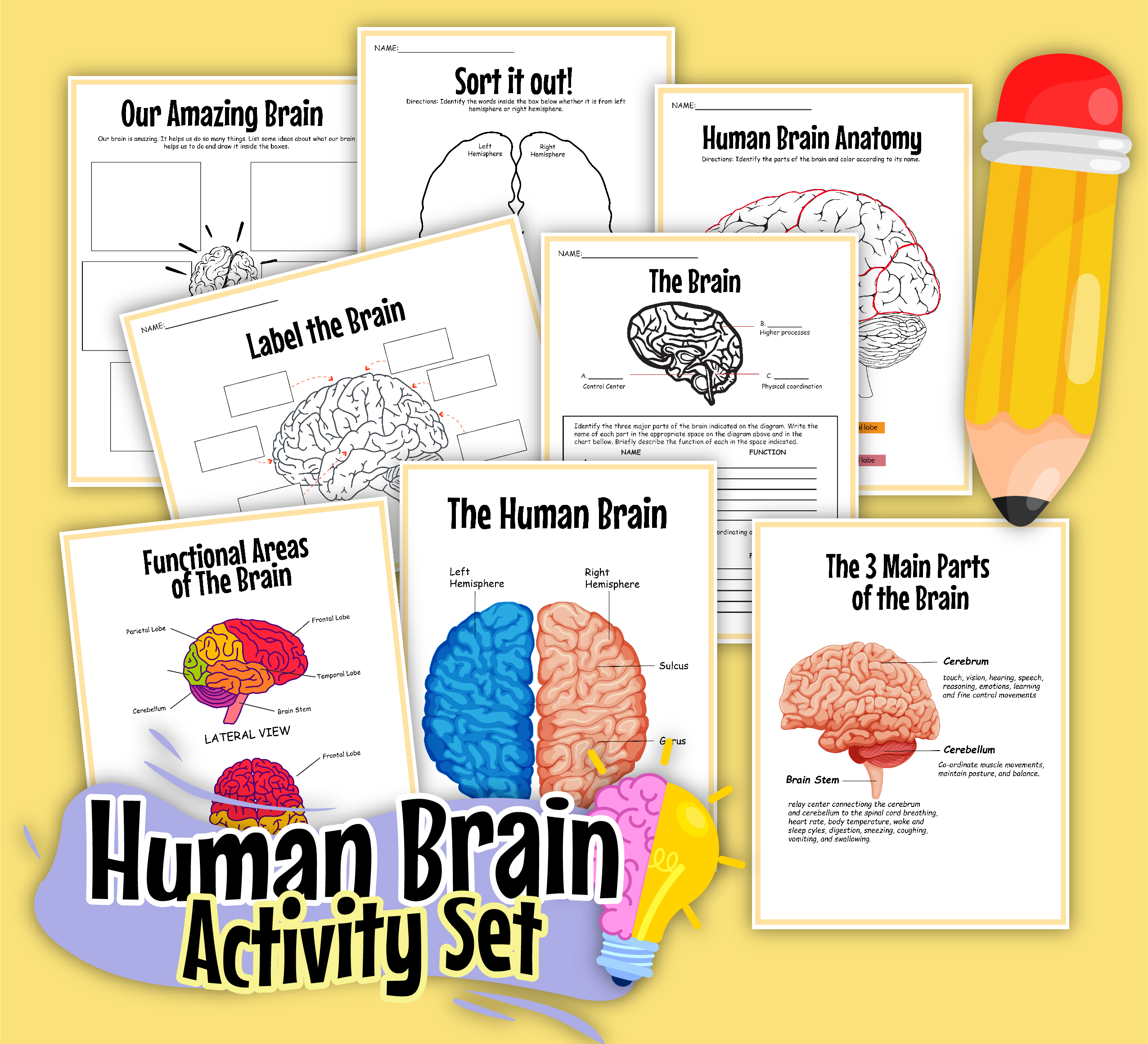 brain biology parts of the body