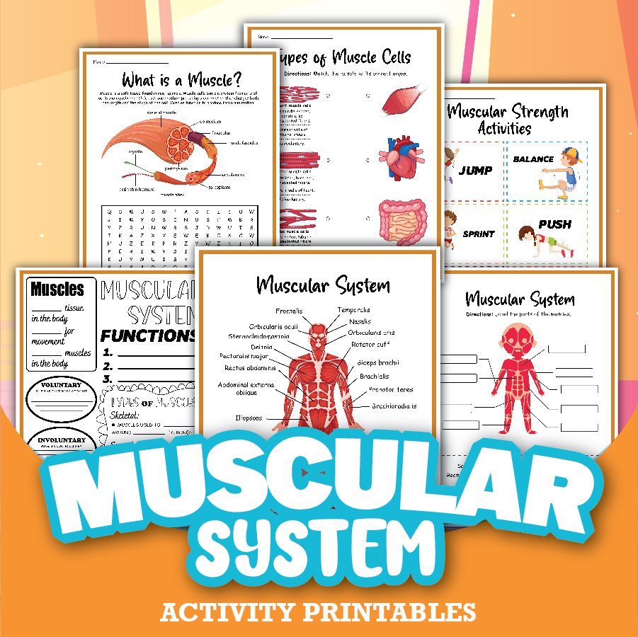 muscular body system