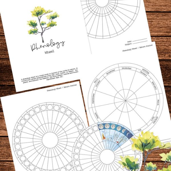 phenology wheel