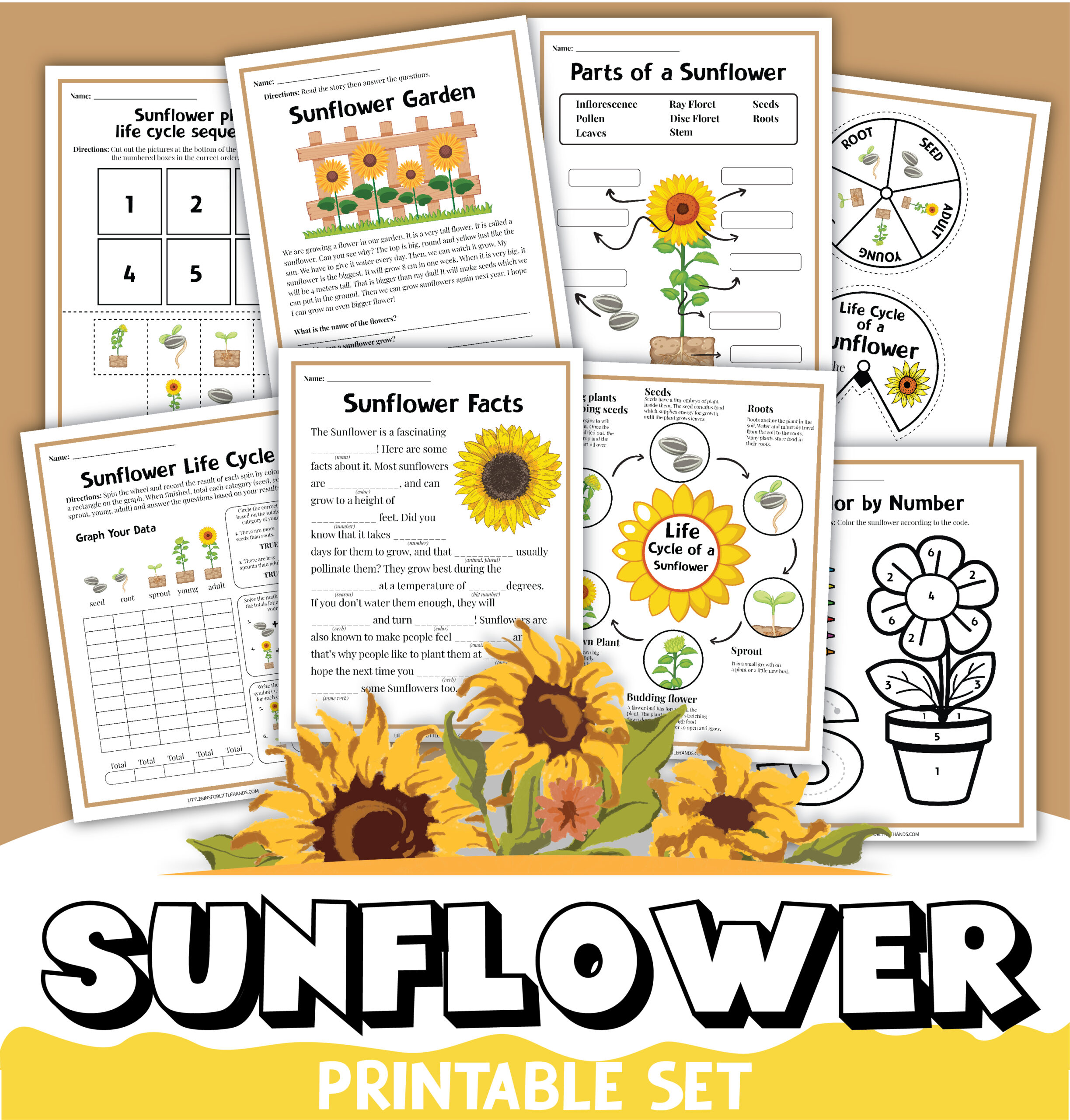 sunflower life cycle