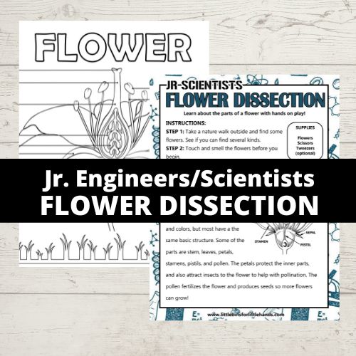flower dissection