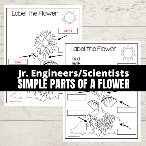 flower parts