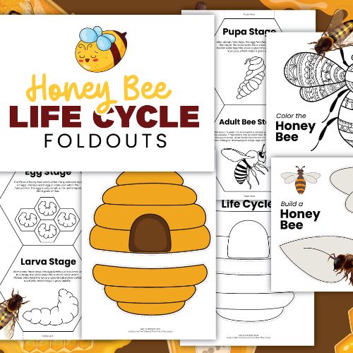 honey bee life cycle