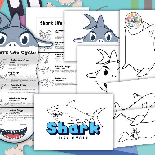 Shark life cycle