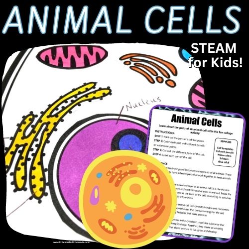 Animal-Cell-Pin-500-×-500-px