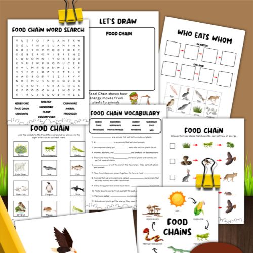 food chain worksheets