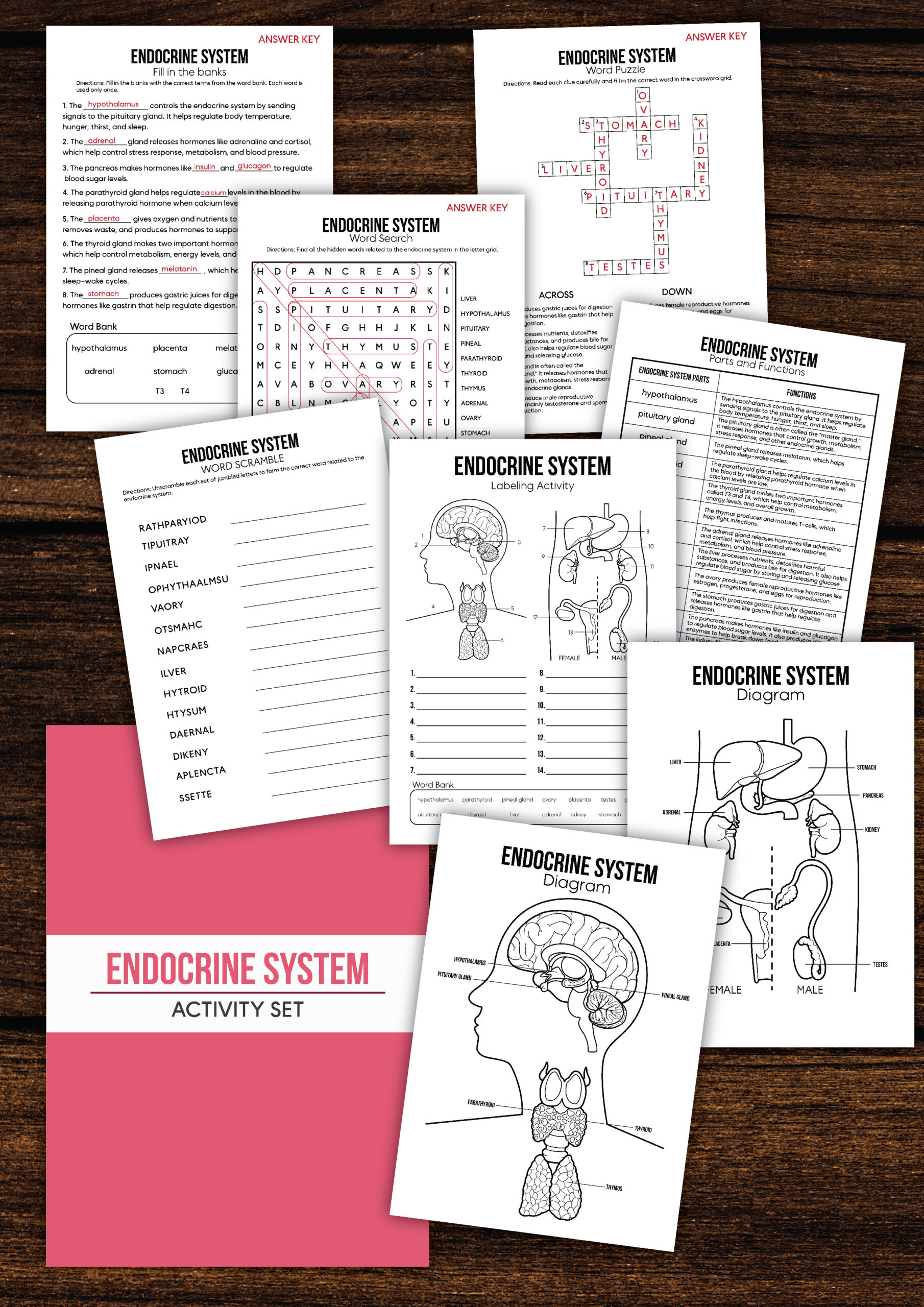 endocrine