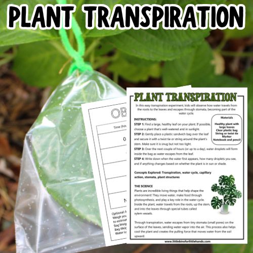 plat transpiration square
