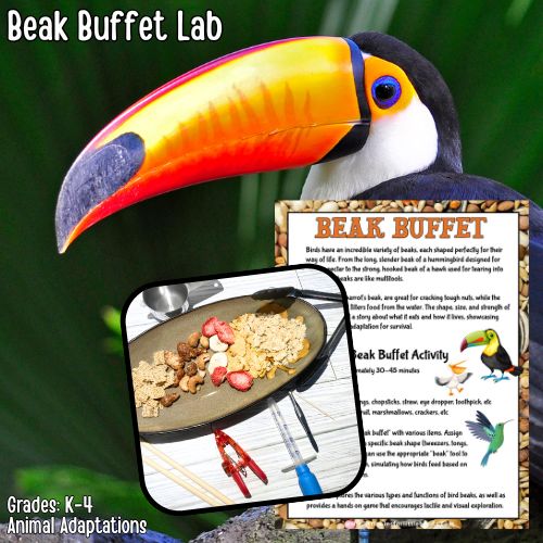 Bird Beak STEM Project for Kids
