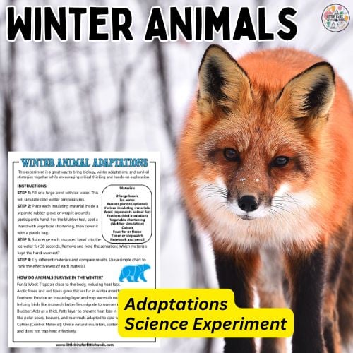 winter animal